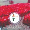 ONION PRICE FROM RS 5 KG AT NASIK MAHARASTRA - Image 3