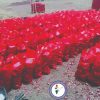 ONION PRICE FROM RS 5 KG AT NASIK MAHARASTRA - Image 2